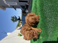 Kore Teacup Poodle toy