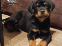 A şecereye sahip Rottweiler yavrular
