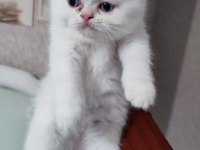 Bal tatlısı küçük exotic shorthair kızımız
