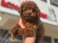 Show kalite redbrown toy poodle ziyarete açık