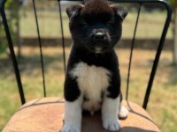 Gerçek Akita Kalitesiyle Tanışın