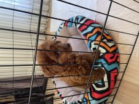 Yavru toy poodle