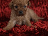 Red toy poodle