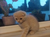 SCOTTİSH FOLD KEDİLERİ