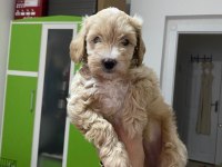 2 aylık dişi Maltipoo köpeğimi sahiplendiriyorum