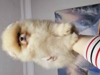 Pomeranian baby face köpeğimiz