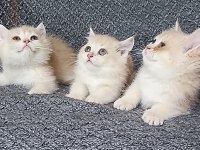 Show kalite british Shorthair kediler Cy11 Cy12