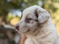 ÜRETİCİDEN RED MERLE BLUE MERLE BORDER COLLIE