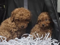KALİTELİ TOY POODLE YAVRU KÖPEKLER