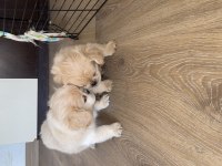 Pamuk pekinez köpekler