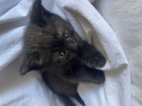 BRITISH BLACK SHORTHAIR