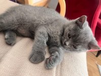 British Shorthair
