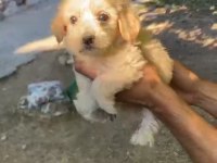 45 günlük erkek dişi maltipoo bebekler