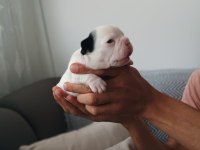 Full maske french bulldog bebekler