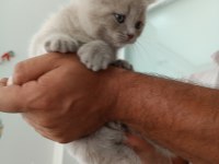 Orjinal british shorthair yavrularım