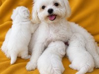 2.5 Kilo Garantili Teacup Morkie Yavrular