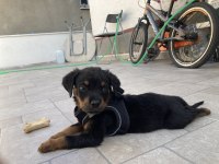 Yavru Erkek Rottweiler