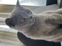3-4 aylık british shorthair evcil