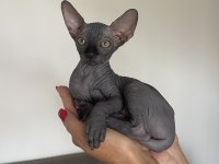 Sphynx sfenks tüysüz dişi erkek yavruları
