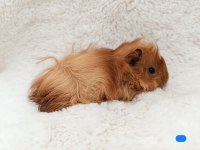 Guineapig Bebekler