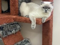 KEDİMİZ TOKYO ÖMÜRLÜK YUVASINI ARIYOR