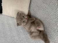 Scottish Fold Kedilere Yuva Olur Musun?