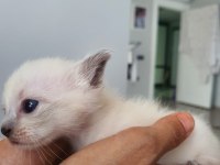 3 aylık siyam kedisi yavrular