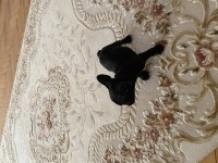 2 Aylık Tuvalet Eğitimli Dişi French Bulldog