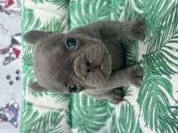 FRENCH BULLDOG A KALİTE