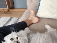 Silver British Longhair