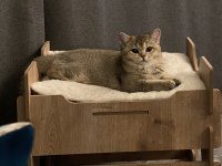 British shorthair tarçın Yeni Sahibini Arıyor