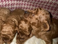Toy poodle dişi ve erkek yavrular