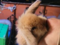 Fethiyeden tüm şehirlere teddy tavşan