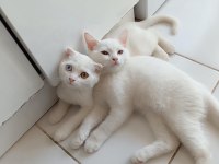 2 adet erkek scottish fold uyguna verilecektir