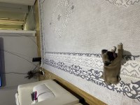 2 yaşında dişi pug