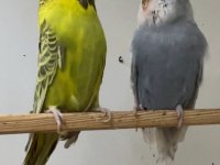 Show Jumbo Muhabbet Kuşu