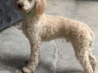 1 yaşına girmek üzere erkek poodle