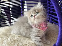 Güzellik Abidesi British Longhair