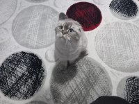 1 Yaşında Eğitimli Scottish Fold Prenses