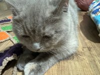 6 Aylık British Shorthair Lilak