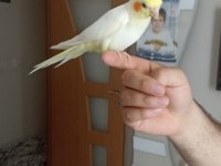 6 aylık erkek full evcil esenyurt elden teslim sultan