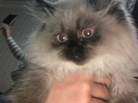 Safkan british shorthair yavruları