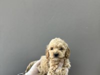 Maltipoo yavrular
