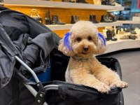 Orijinal Toy Poodle Yavruları