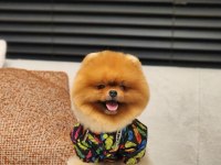 DÜNYADAKİ EN İYİ POMERANİAN