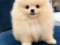 Pomeranian Boo 80 Günlük