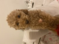 6 Aylık Aşıları Tam Toy Poodle