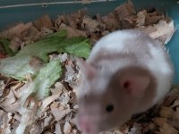 Hamster yavrular