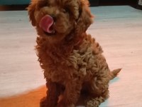 Anne altından orjinal poodle bebekler