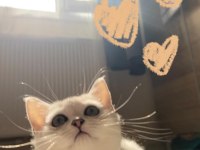 Sliver yavru british shorthair